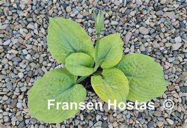 Hosta Telegraham